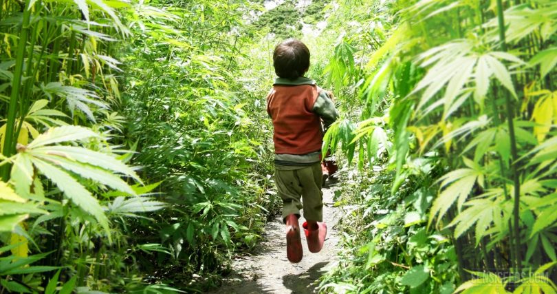 What are the challenges when a child is a cannabis patient?